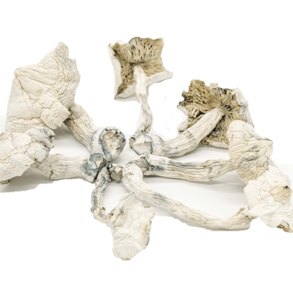 Albino Cambodians Psilocybe Cubensis